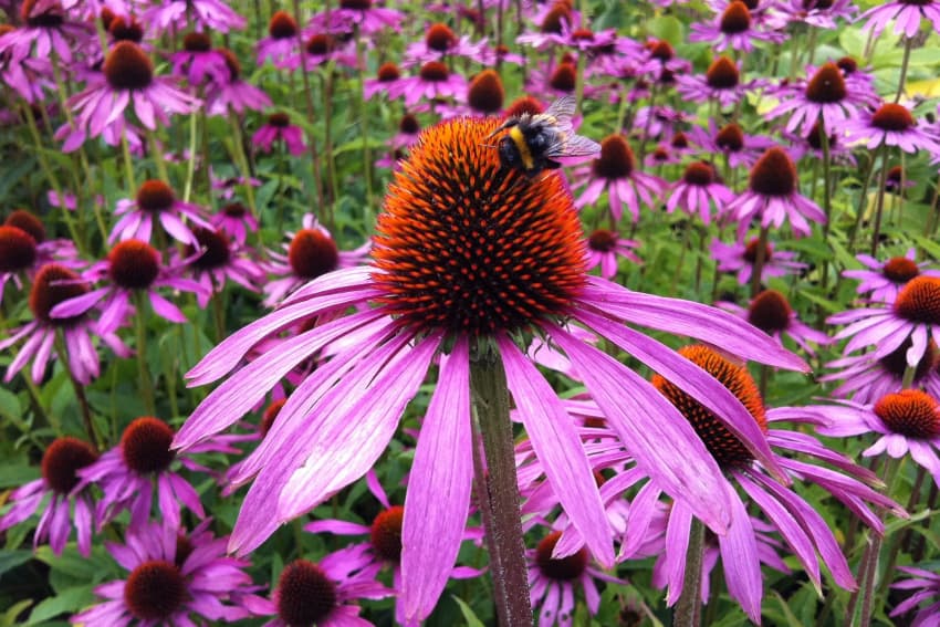 Echinacea - Natural Healing Powers 