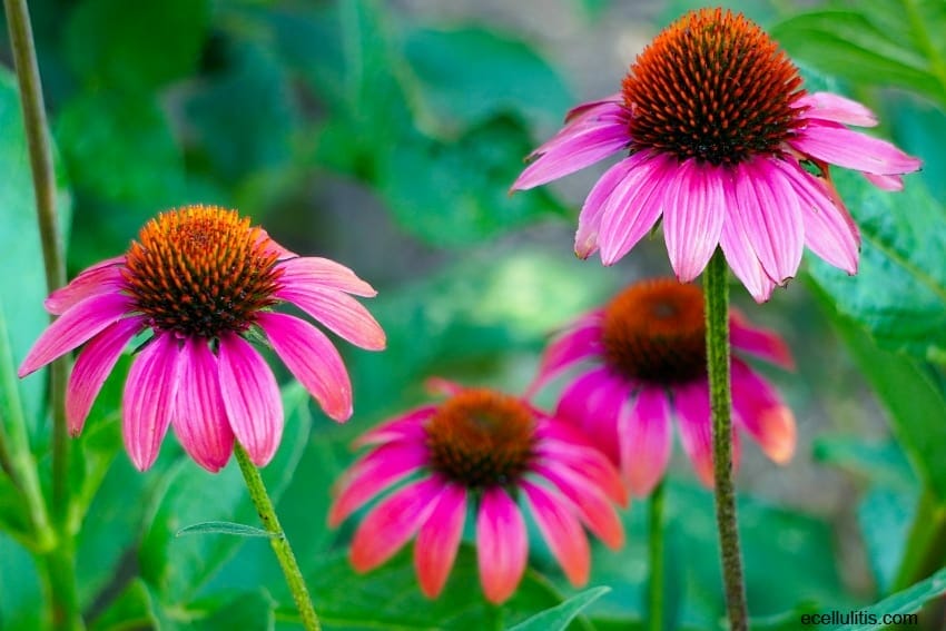 Echinacea - benefits