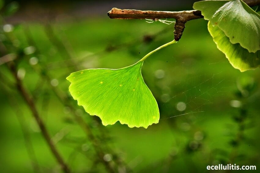 Alternative Treatments for Cellulitis - Ginkgo Biloba