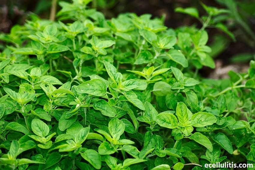 Alternative Treatments for Cellulitis - Oregano Oil