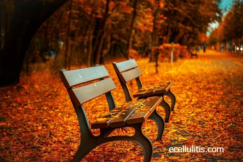 boost your natural defense system this fall