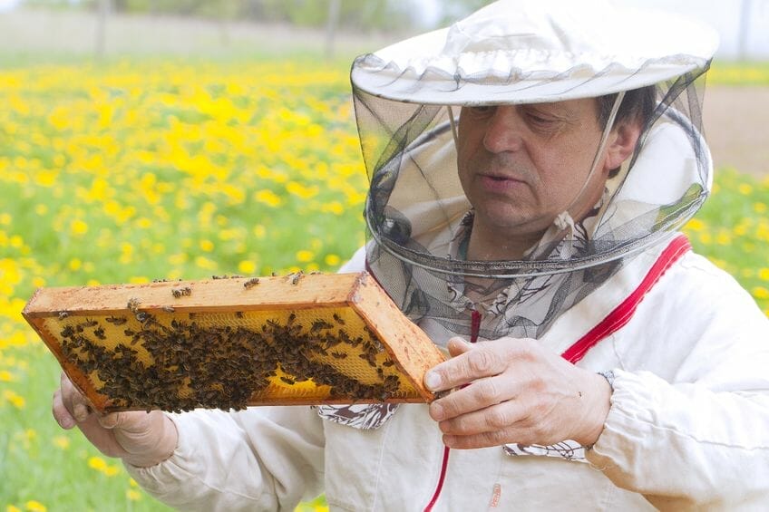 Propolis Health Benefits