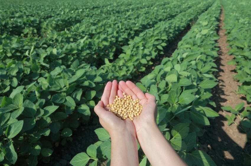Soy plant