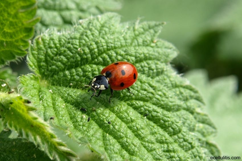 Nettle Health Benefits