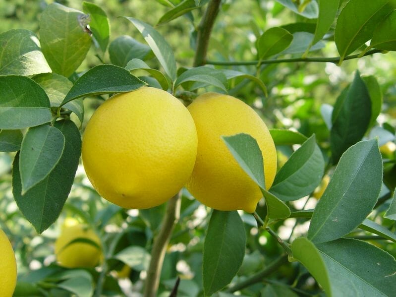 Canker lemon treatment.