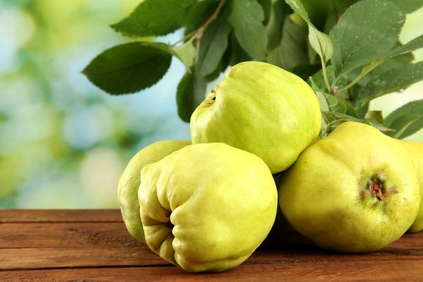 quince - powerful fruit and natural remedy