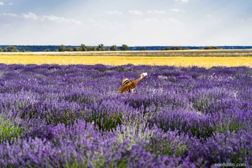 Lavander can fight insomnia 