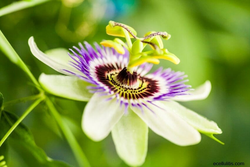 Passion flower Can Fight Insomnia The Best?
