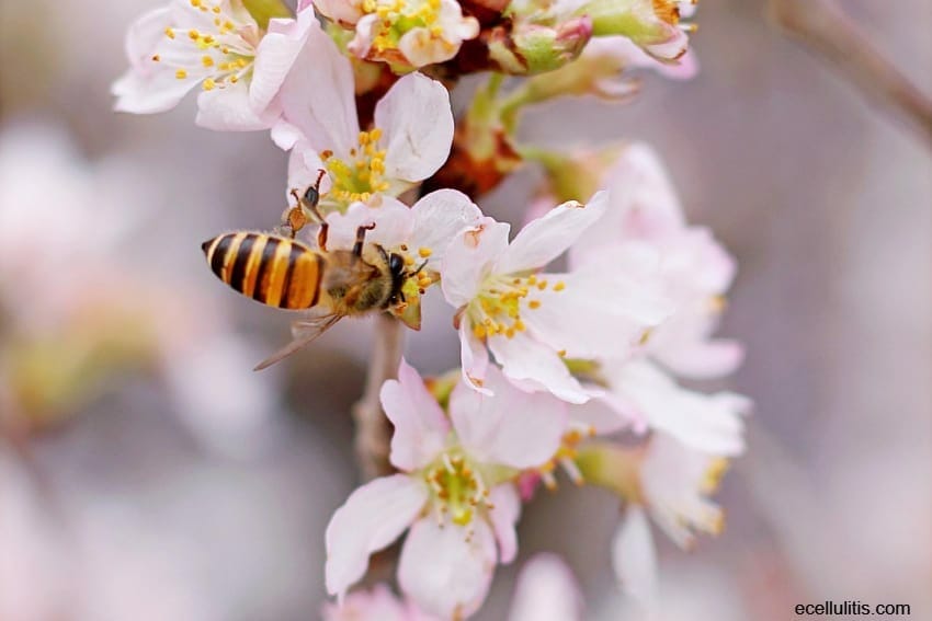 what is royal jelly actually