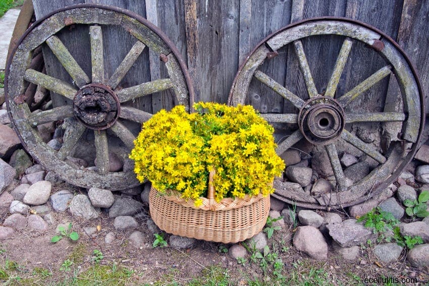 The Benefits of St. John’s Wort
