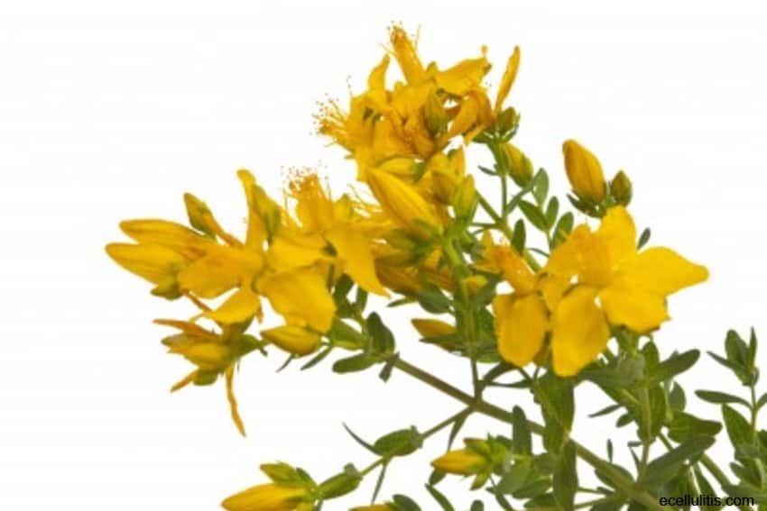 Learn How to Prepare Herbal Remedies