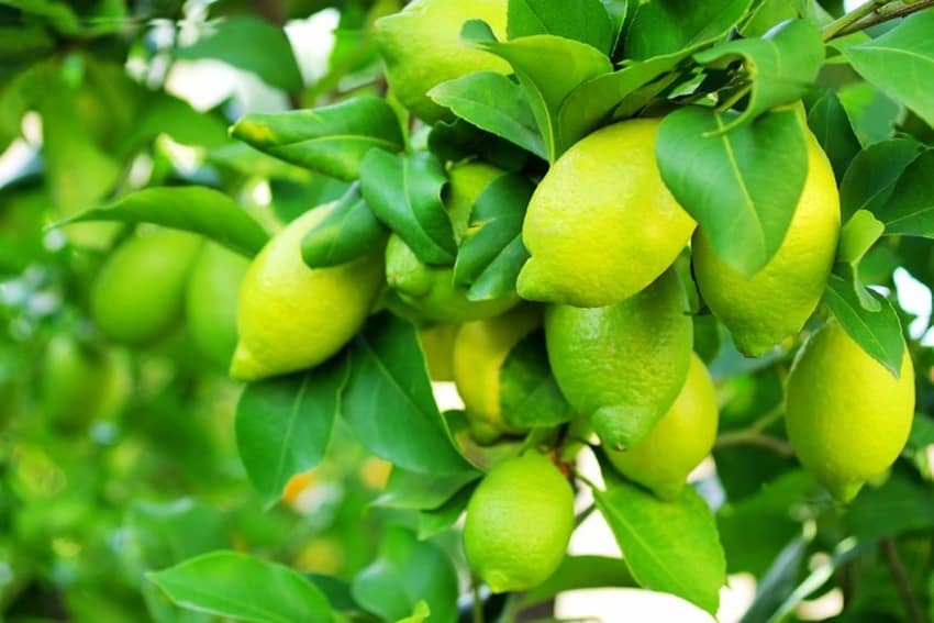 Things You Did Not Know About Lemon – Healing Secrets And Health Benefits