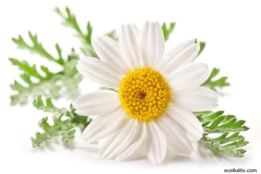 Chamomile – Natural Remedy
