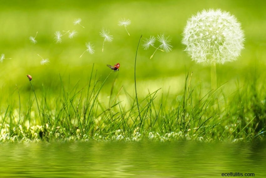 Dandelion as powerful remedy