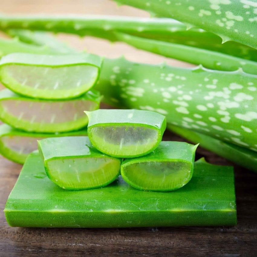 aloe vera for dandruff