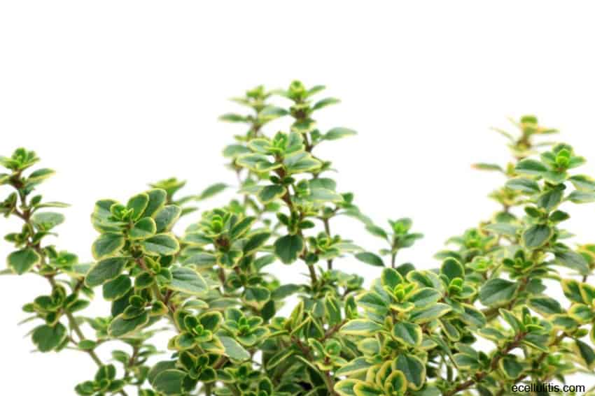 Lemon Thyme – Not Just A Garden Plant, But Powerful Medical Herb