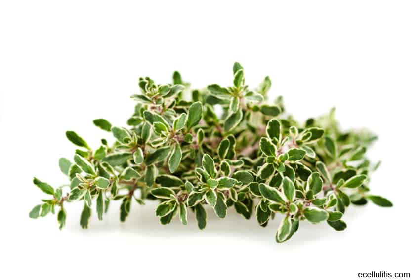 Lemon Thyme – Not Just A Garden Plant, But Powerful Medical Herb