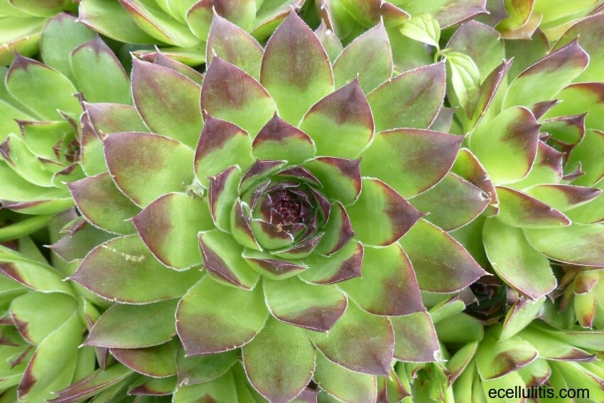 Maintain Your Health Naturally With Common Houseleek