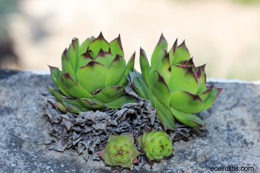 Maintain Your Health Naturally With Common Houseleek