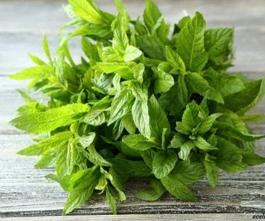 peppermint oil - for common winter health problems