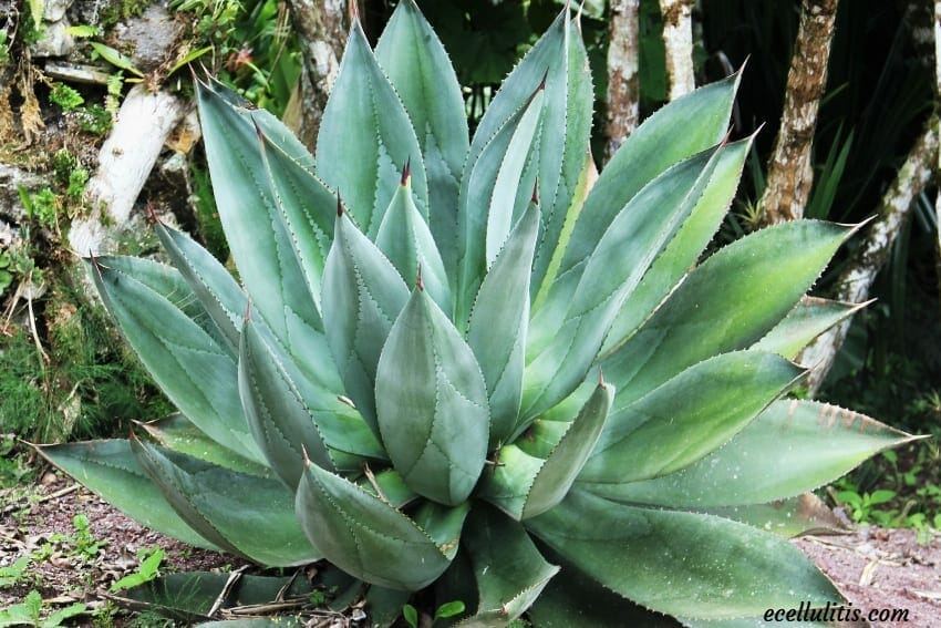 Aloe Vera - Powerful Plant