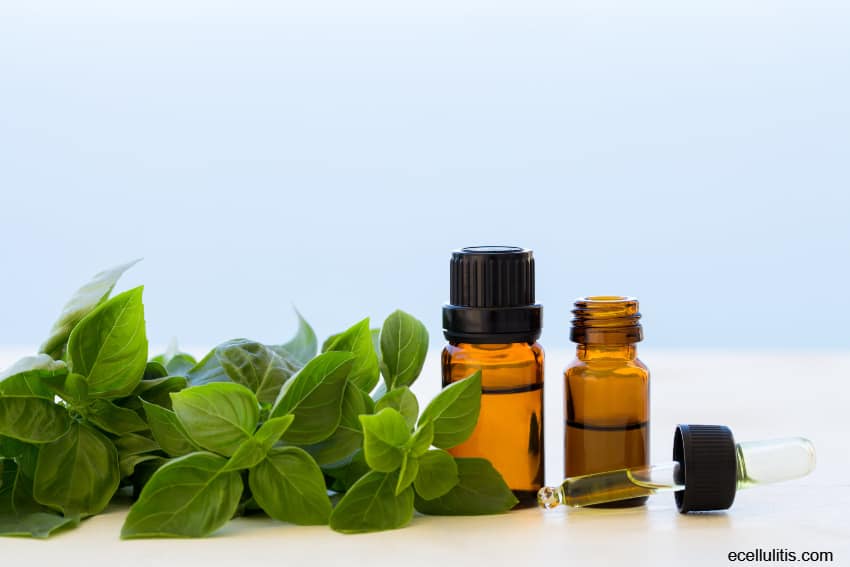 Sweet Basil Health Benefits and Cool Facts Ecellulitis