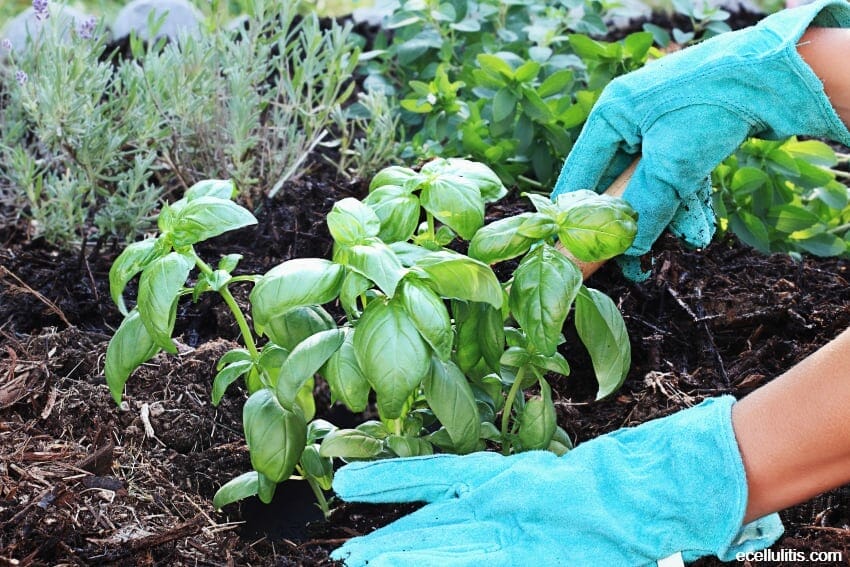 basil as a garden plant