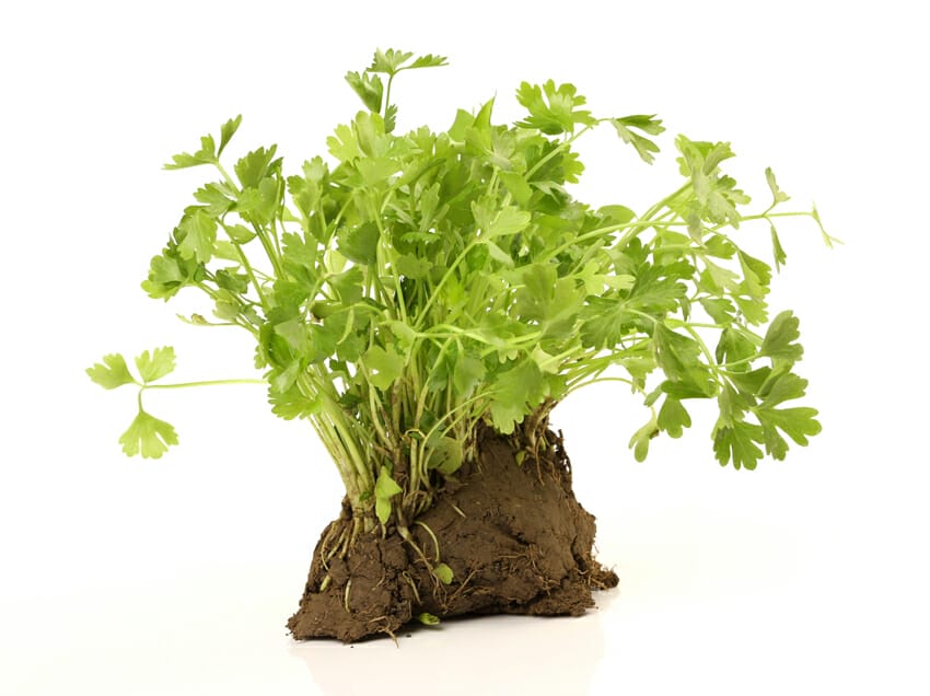 celery plant - health benefits