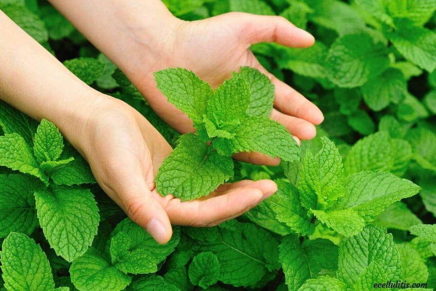 Peppermint and Its Benefits