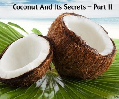 coconut and its secrets – part II