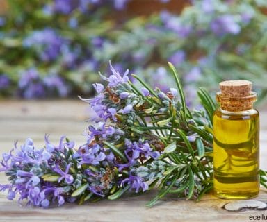 rosemary - for common winter health problems and skin protection