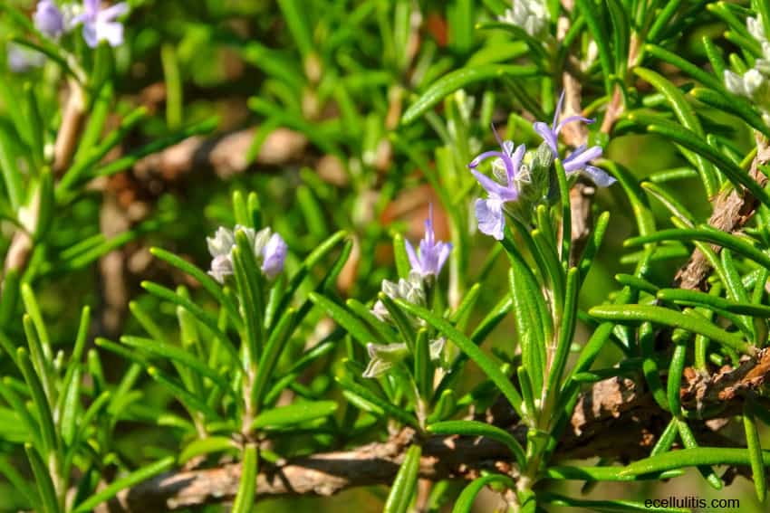 Rosemary - Benefits For Overall Health