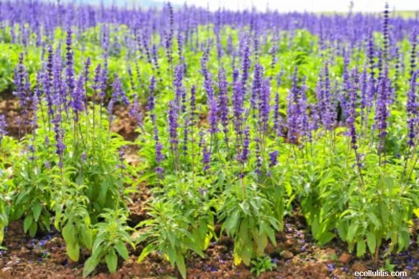 best hair oils - sage