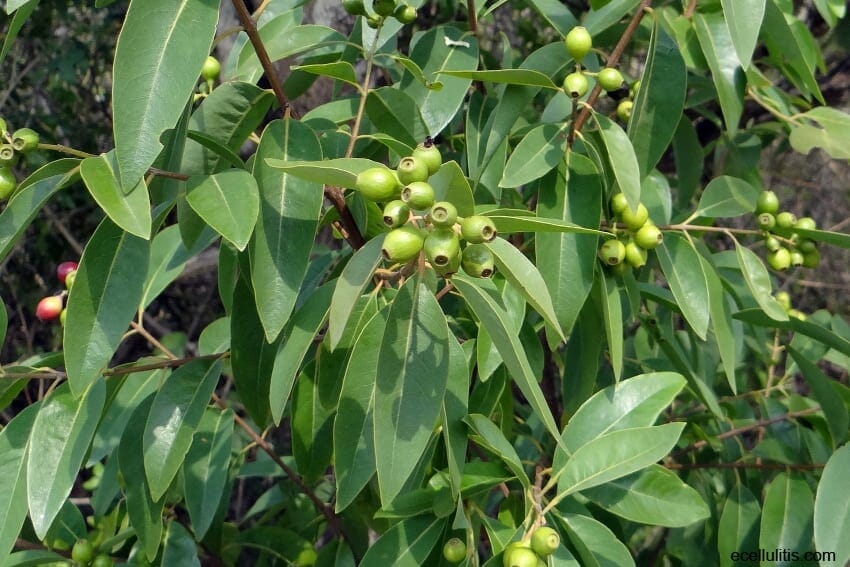 sandalwood essential oil - best hair oils