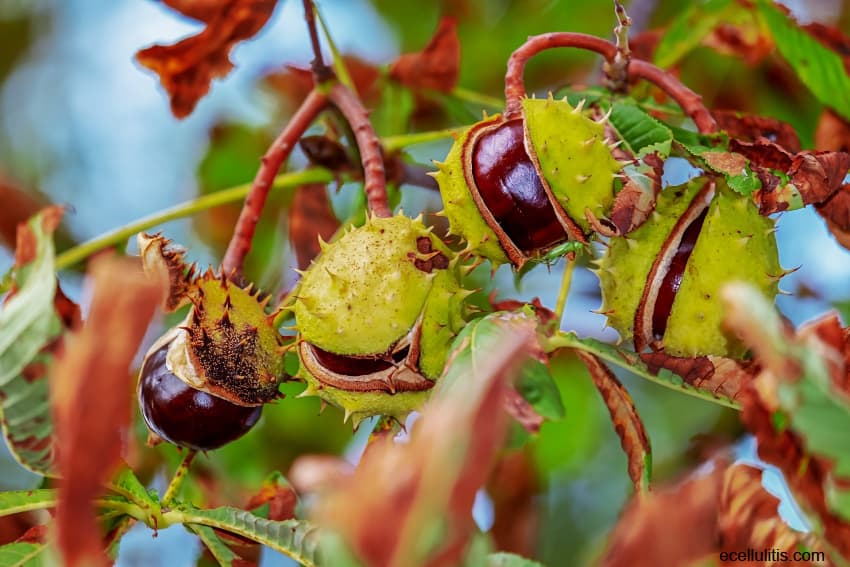 health benefits of chestnuts