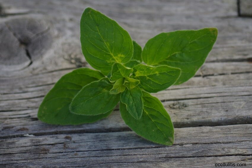 oregano for your health