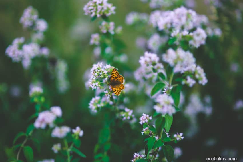 oregano oil for sore throats