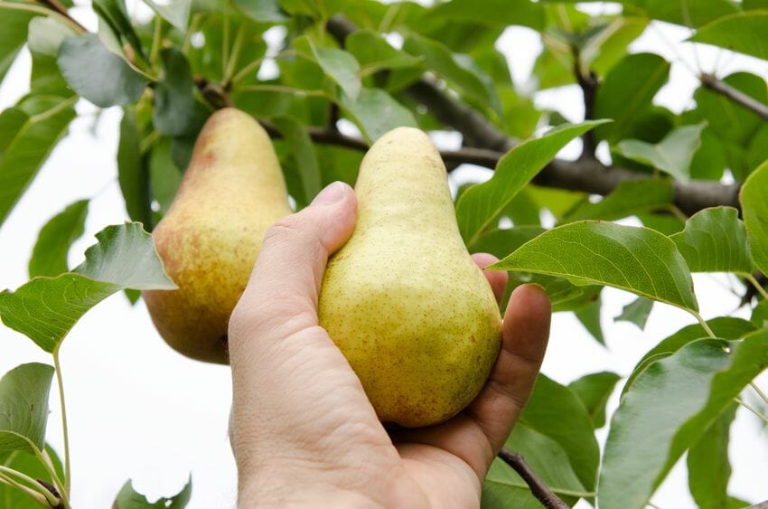 Pears And Their Benefits And Properties
