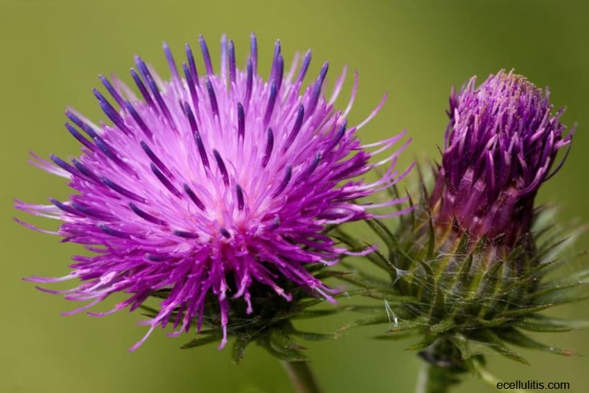 burdock root benefits