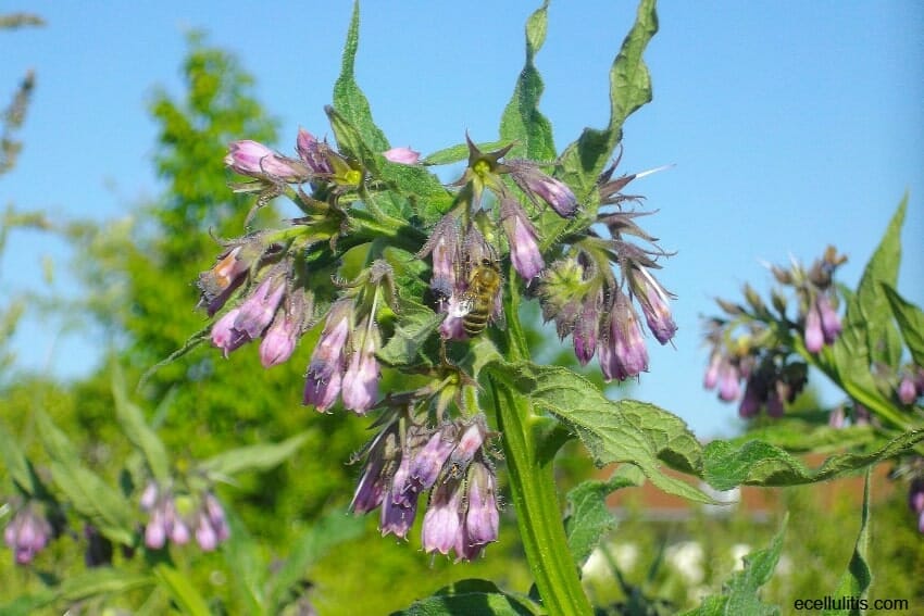 comfrey benefits for bruises