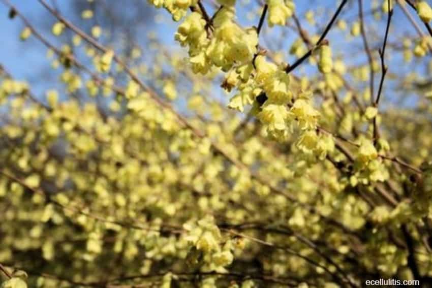 witch hazel benefits for bruises