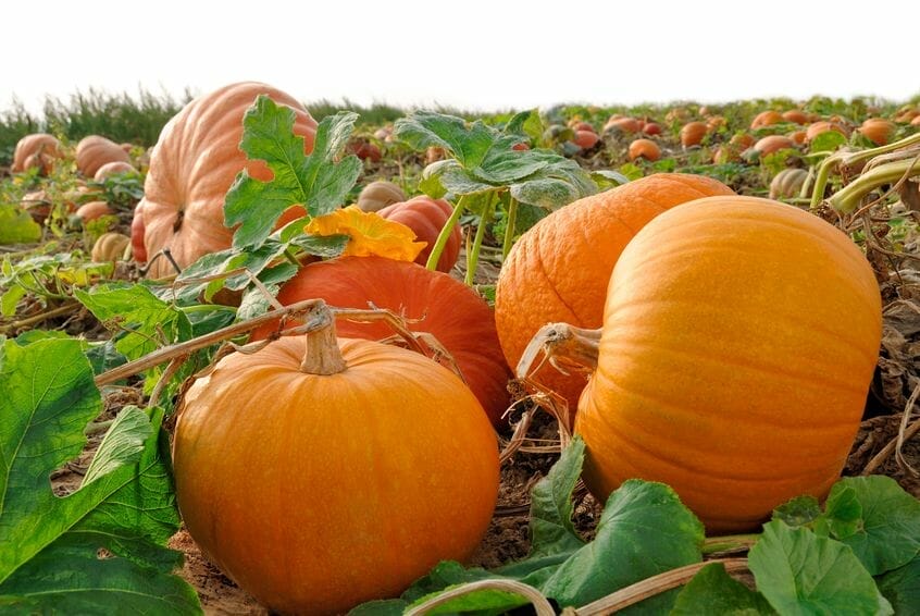 Digestive health – pumpkins promote healthy digestion