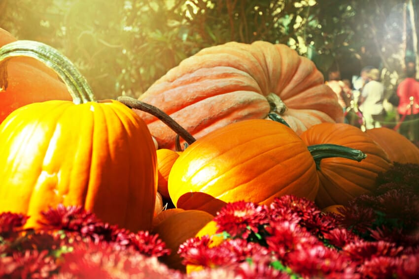 nutritional value of the pumpkins