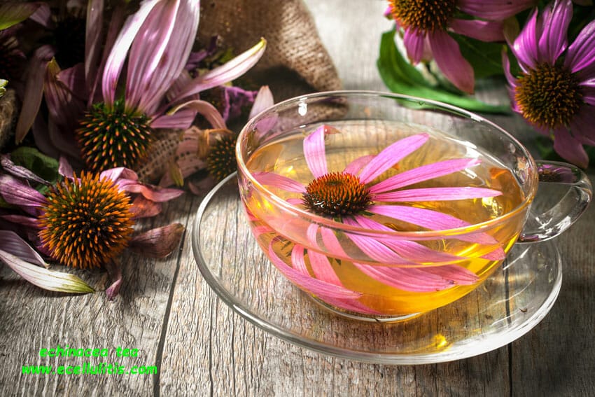 echinacea - health benefits