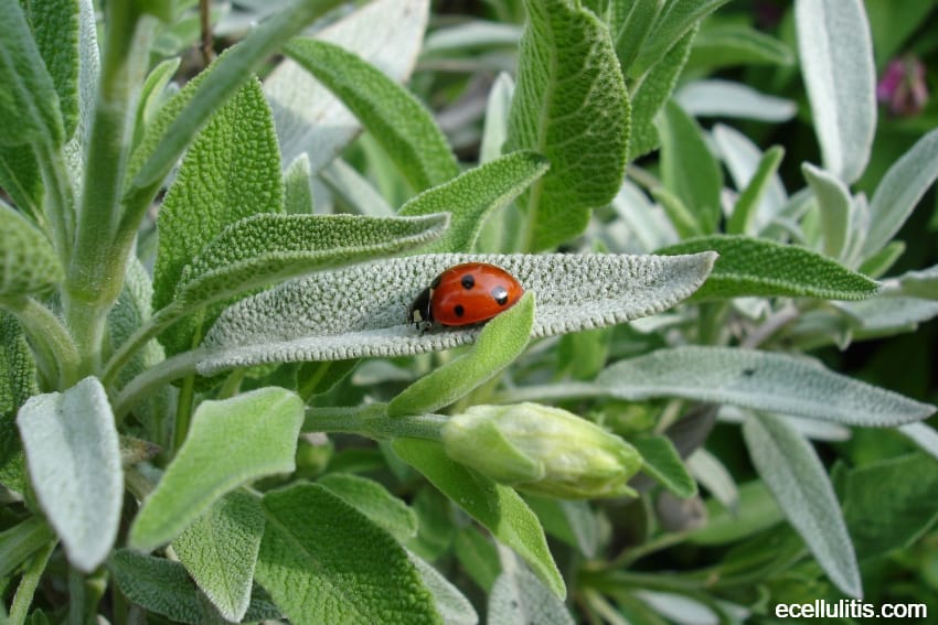 sage tea - 8 Home Remedies To Help You Lose Weight