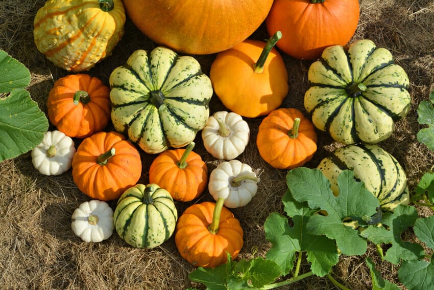 autumn pumpkins
