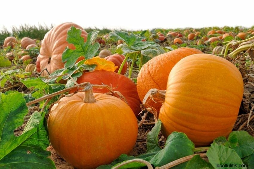 health benefits of pumpkin flesh