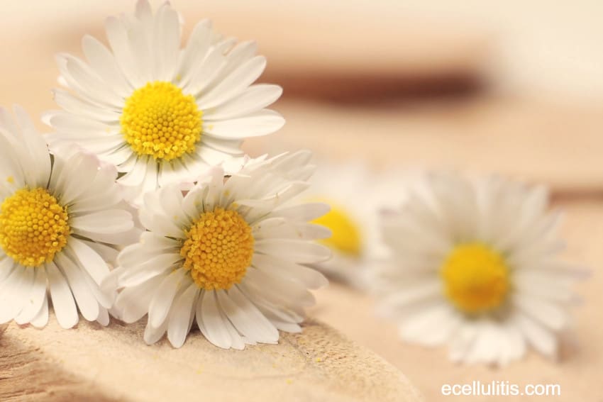 How To Cure Skin Inflammation With Natural Remedies - Cammomile