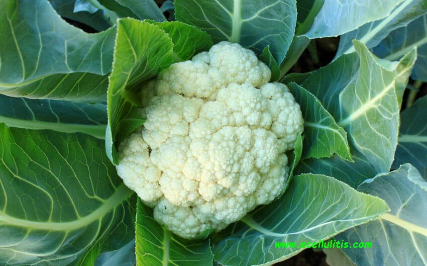 cauliflower - improve body’s health