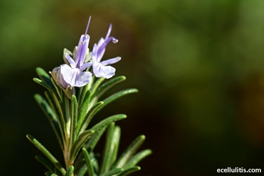 6 Natural Ways To Keep Mosquitoes Away This Summer Ecellulitis